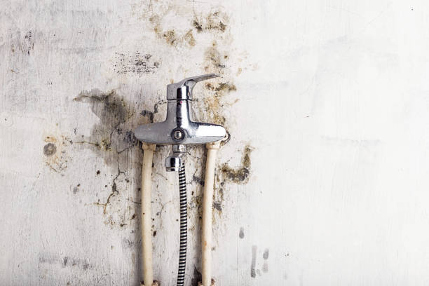 Best Local Mold Removal Service  in San Rafael, CA