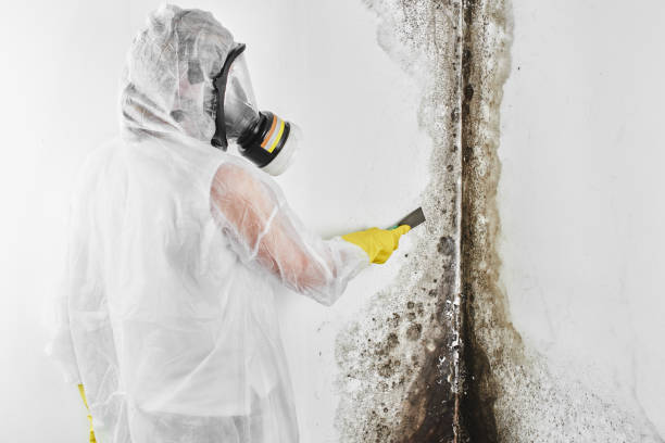 Best Toxic Mold Removal  in San Rafael, CA