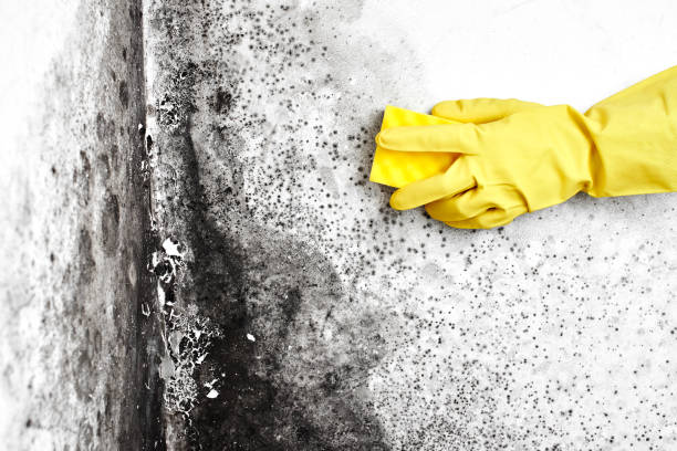 Best Mold Removal Near Me  in San Rafael, CA