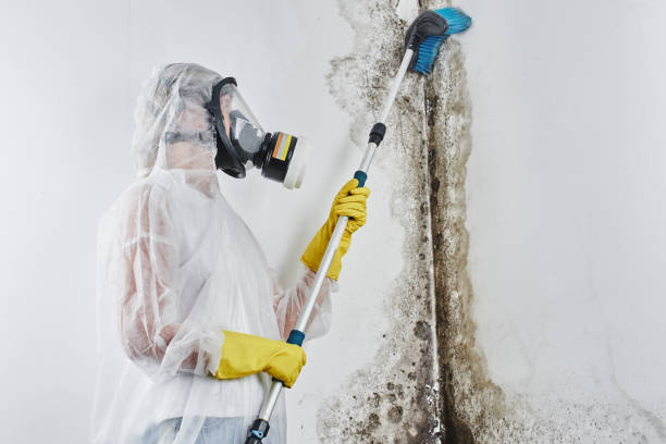 Best Mold Testing  in San Rafael, CA