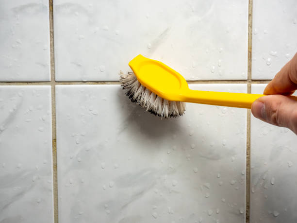 Best Same-Day Mold Removal  in San Rafael, CA