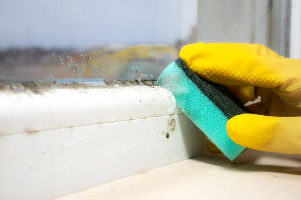 Best Professional Mold Removal  in San Rafael, CA
