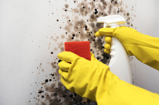 Best Residential Mold Removal  in San Rafael, CA