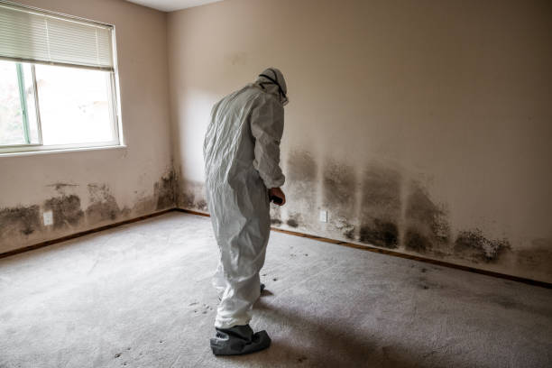 Trusted San Rafael, CA Mold Removal Experts