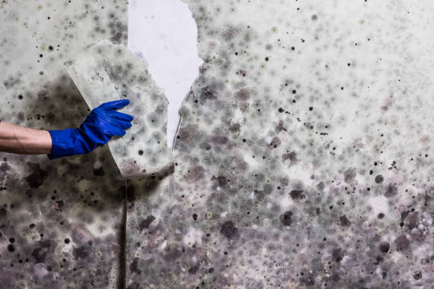 Best Mold Damage Repair  in San Rafael, CA