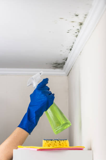 Best Mold Remediation Services  in San Rafael, CA