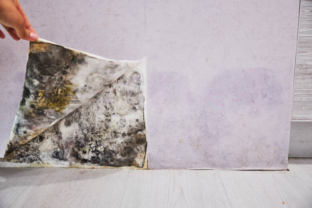Best Mold Cleaning Services  in San Rafael, CA